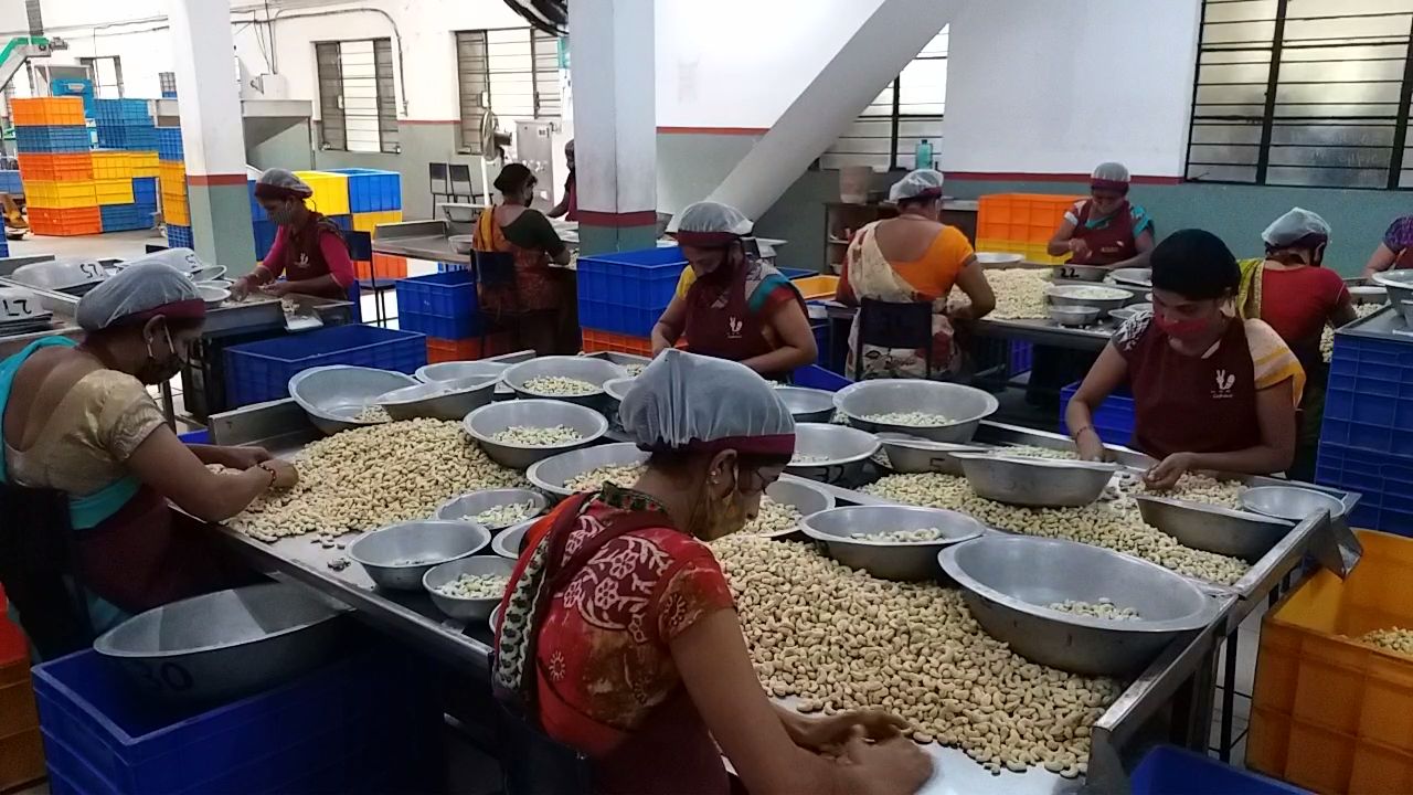 recovery in cashew industry