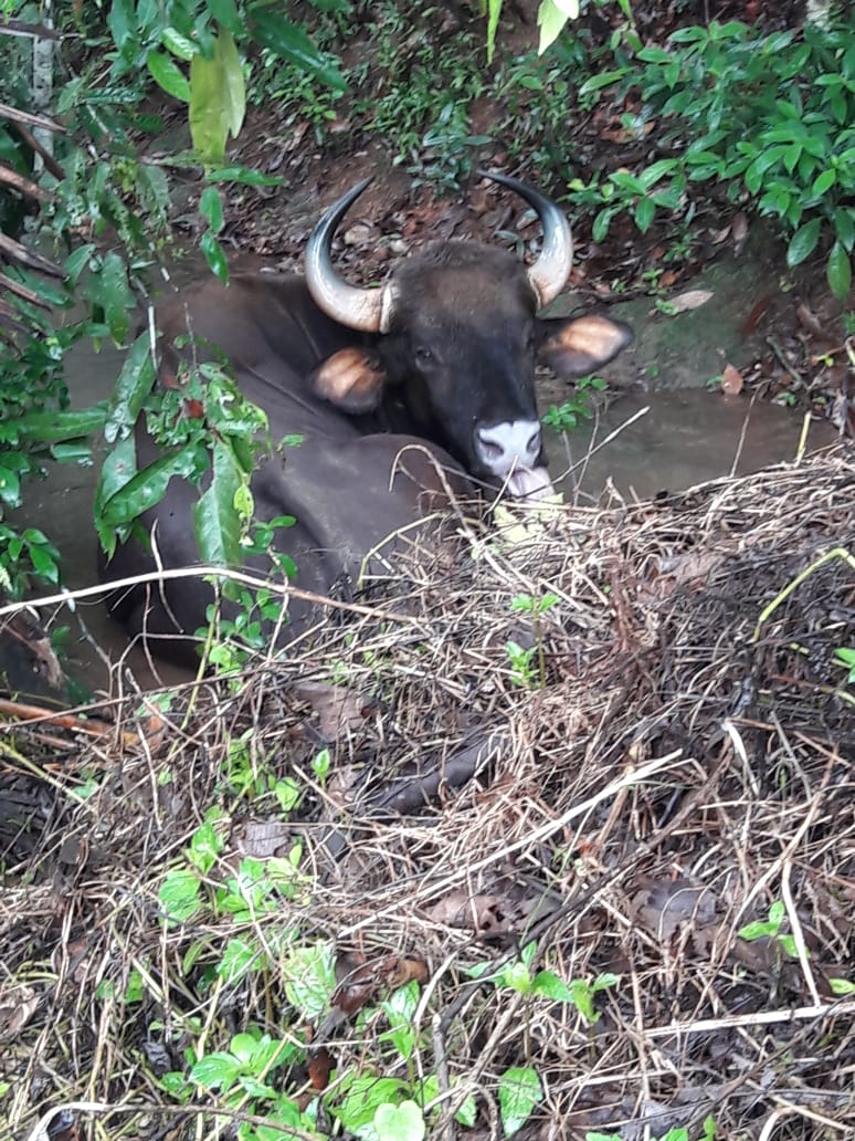 Wild Buffalo Found In Moodbidri