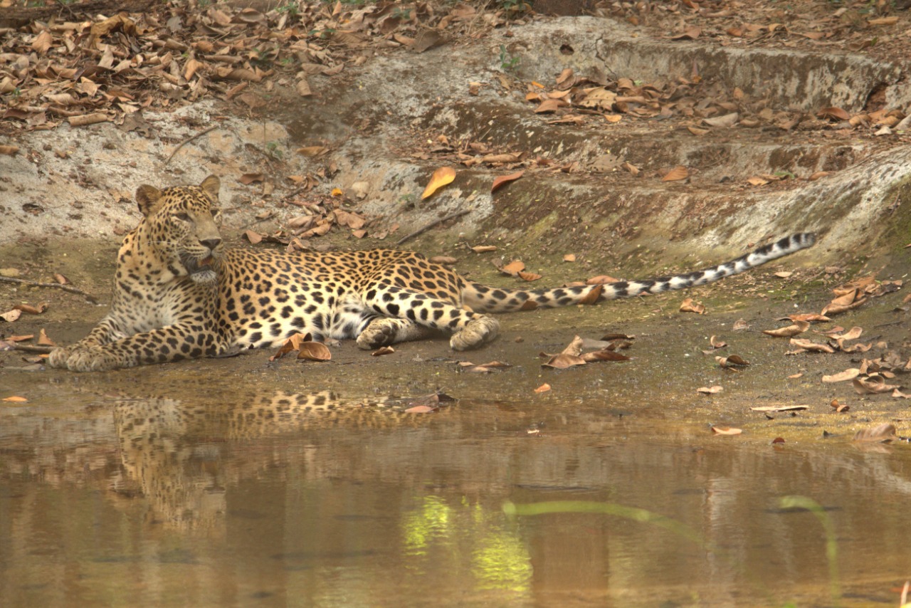 Two cheetah cubs died after surgery in Pilikula nisarga dhama