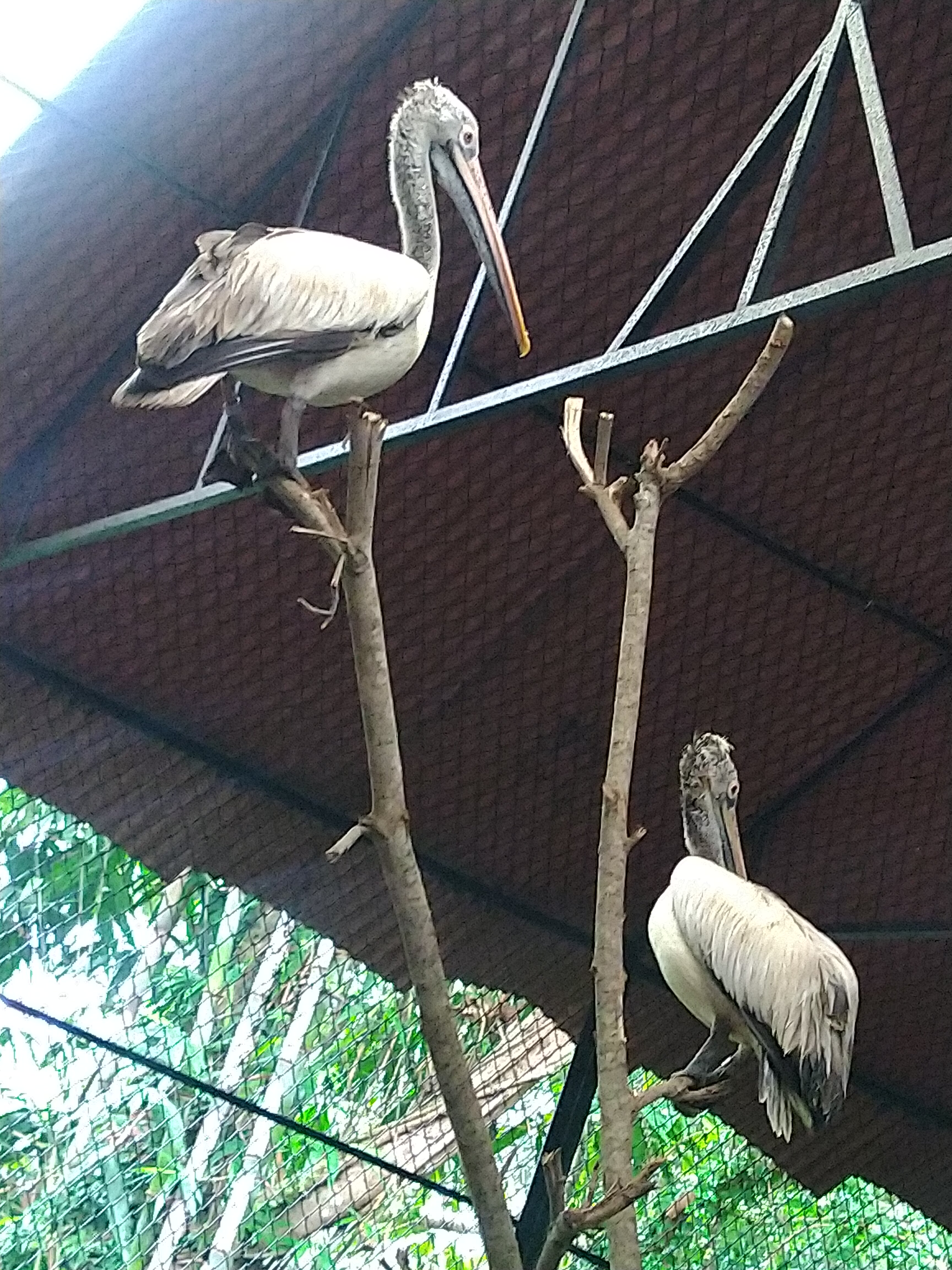 ನೀರು ಹಕ್ಕಿ