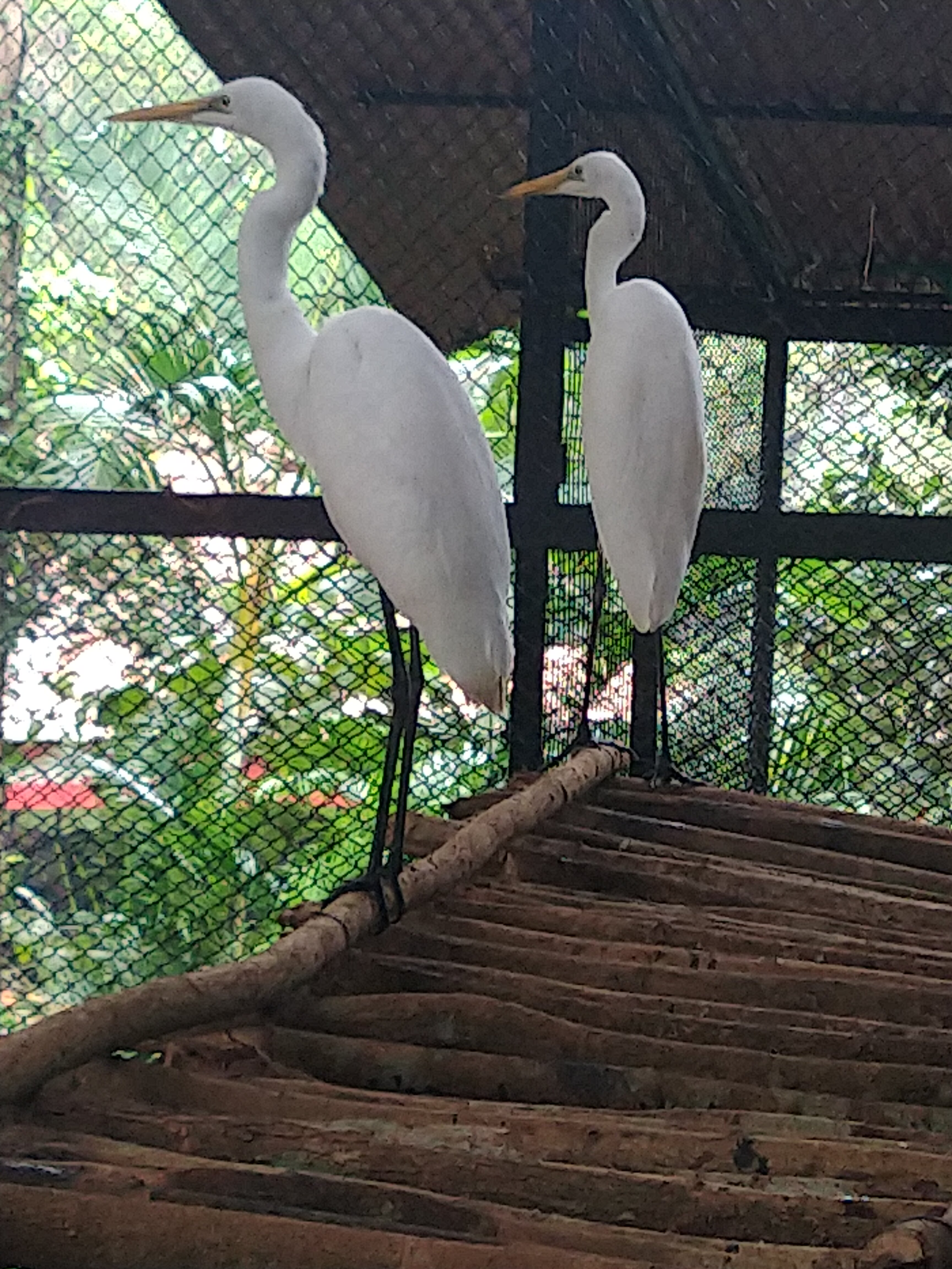 ದೊಡ್ಡ ಬೆಳ್ಳಕ್ಕಿ