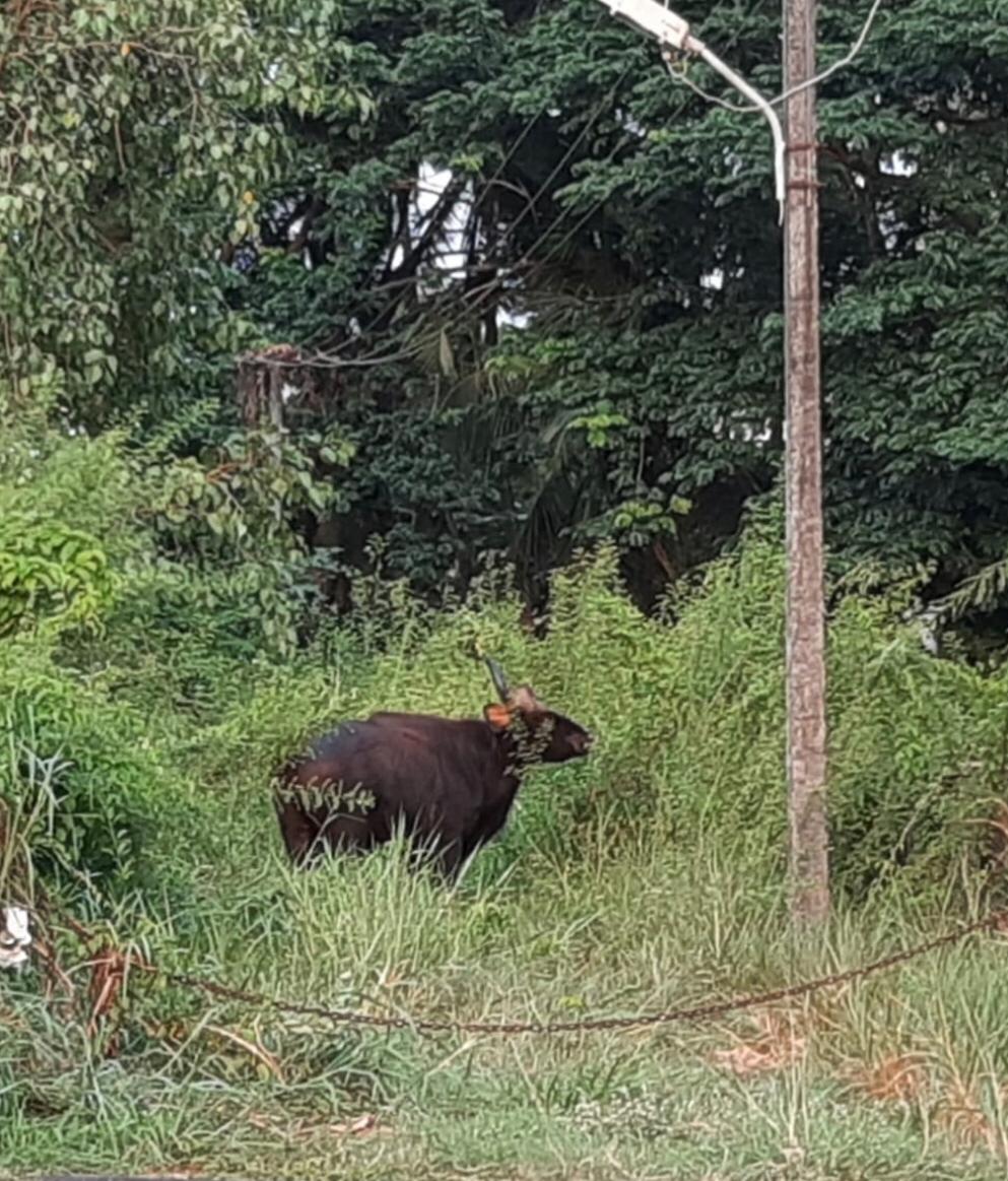 bison death in manglore