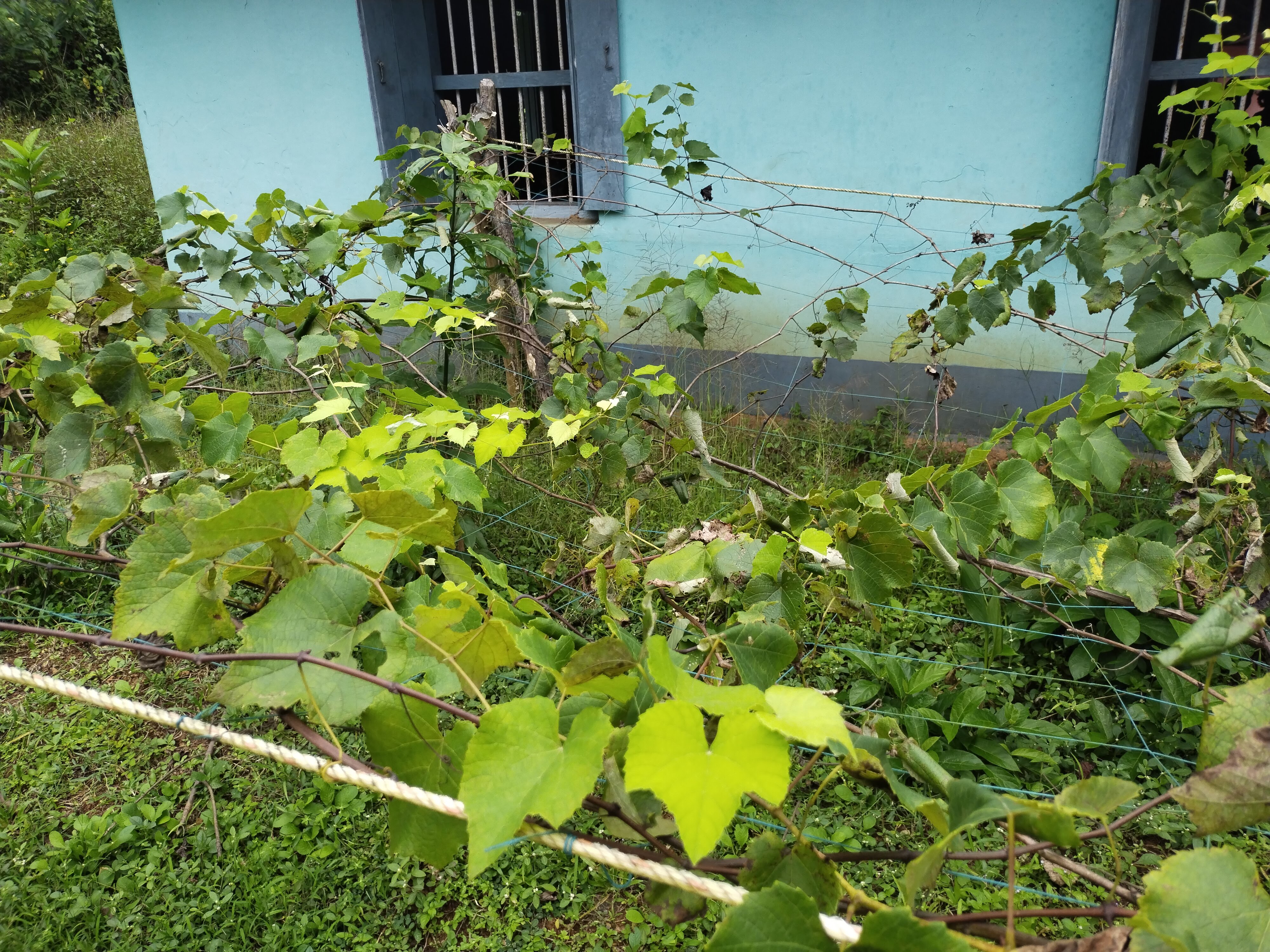 school garden