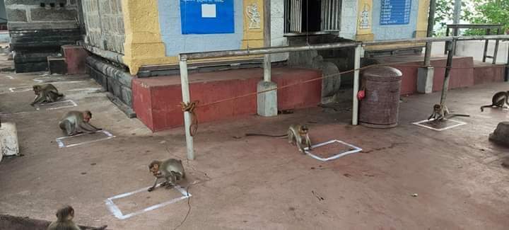 ಕೋತಿಗಳ ಸಾಮಾಜಿಕ ಅಂತರ ಫೋಟೋ