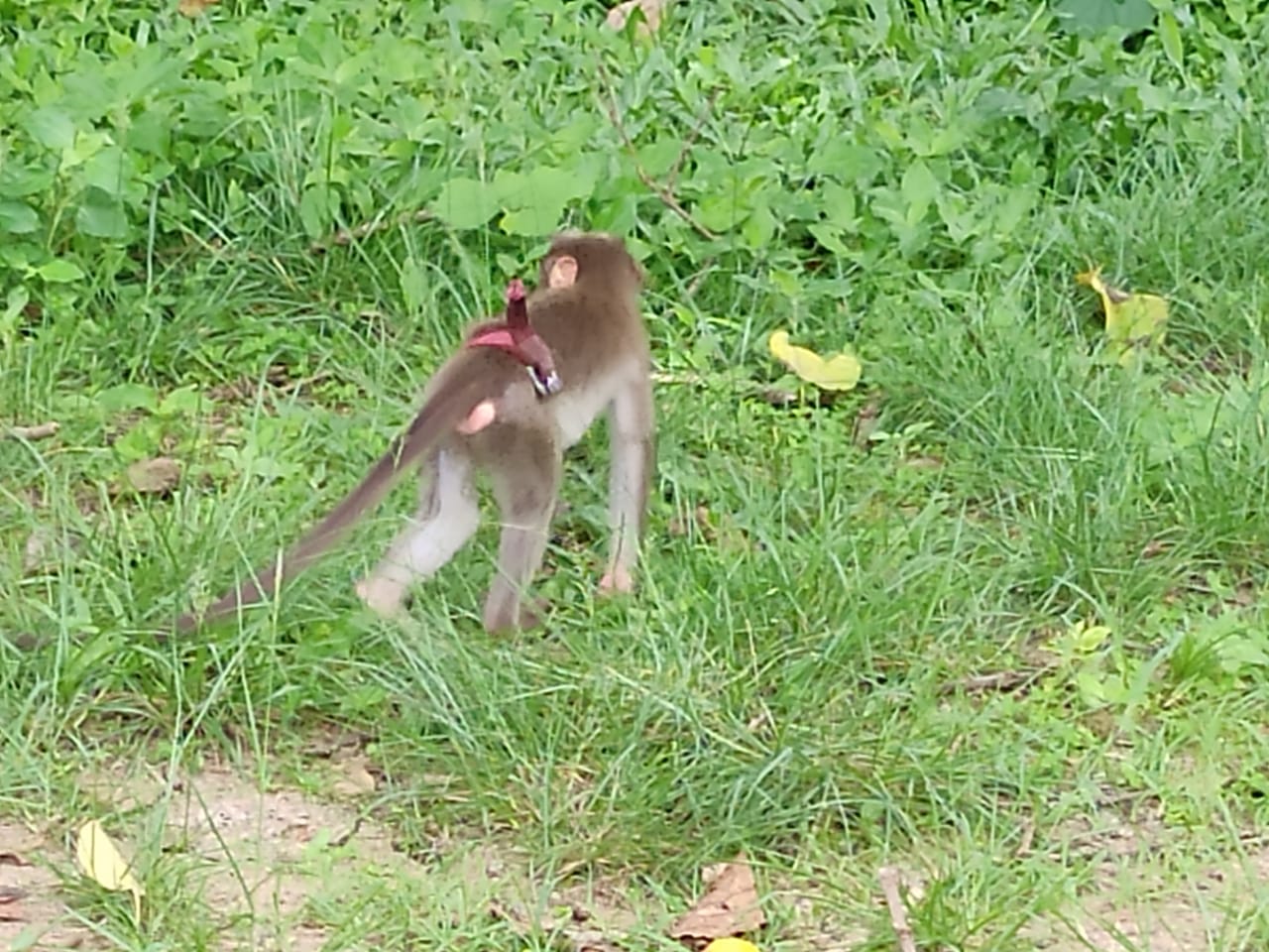 belt tied to monkeys