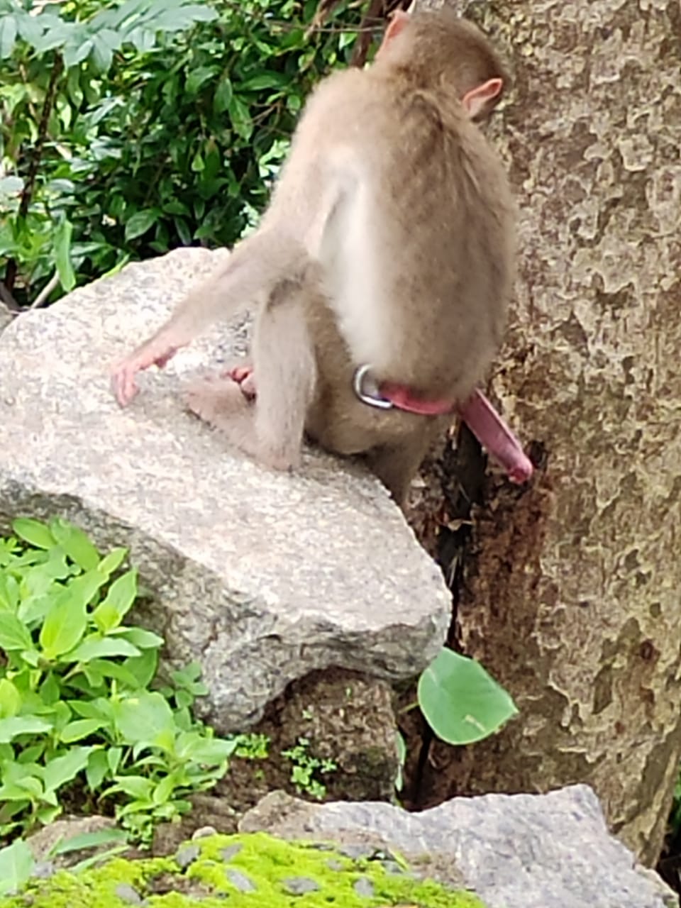 belt tied to monkeys