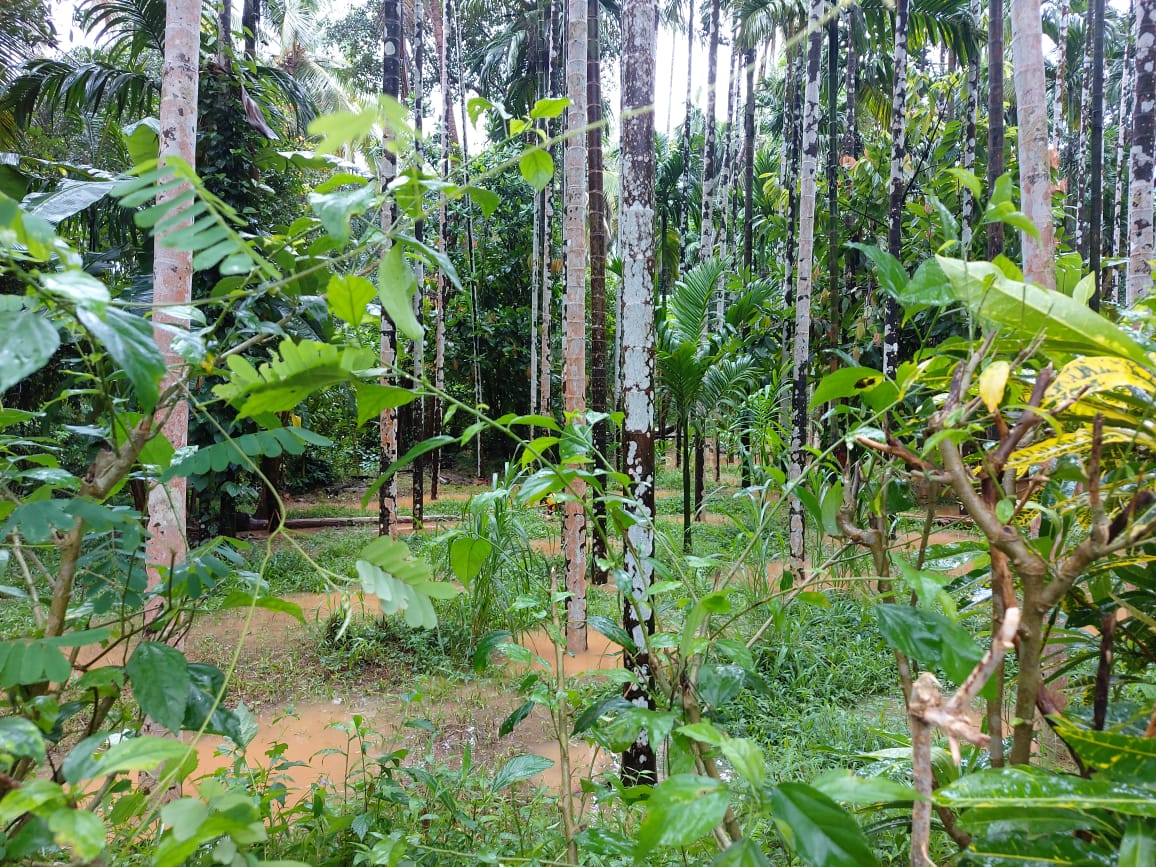 Heavy rain in Bantwal taluk