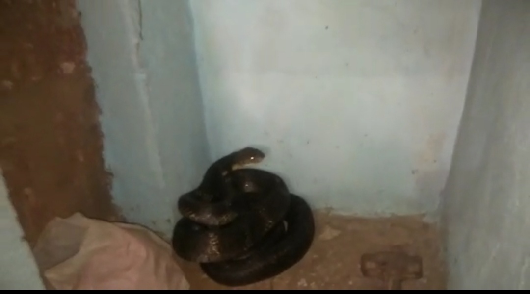 snake found in kitchen