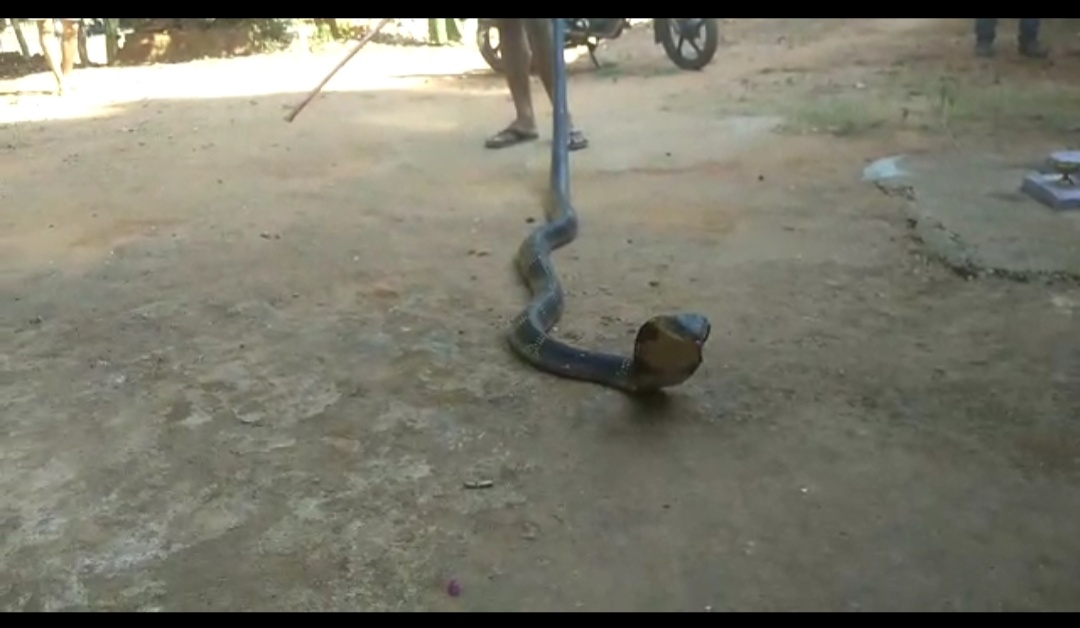 snake rescued