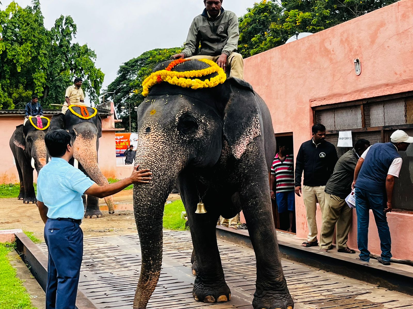 Dassara elephant weighing process