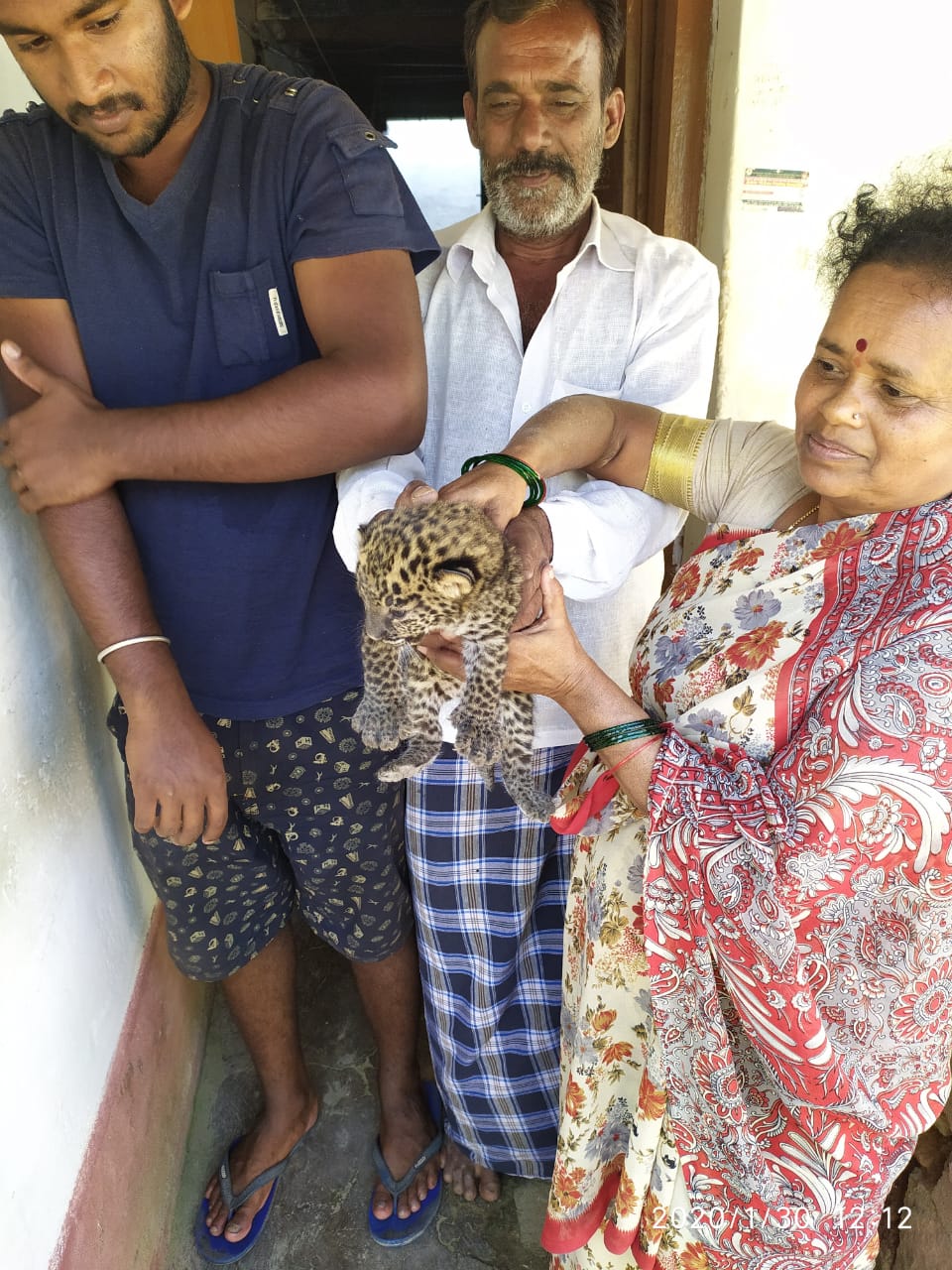 ಚಿರತೆ ಮರಿ ,   leopard  cub appeared in land