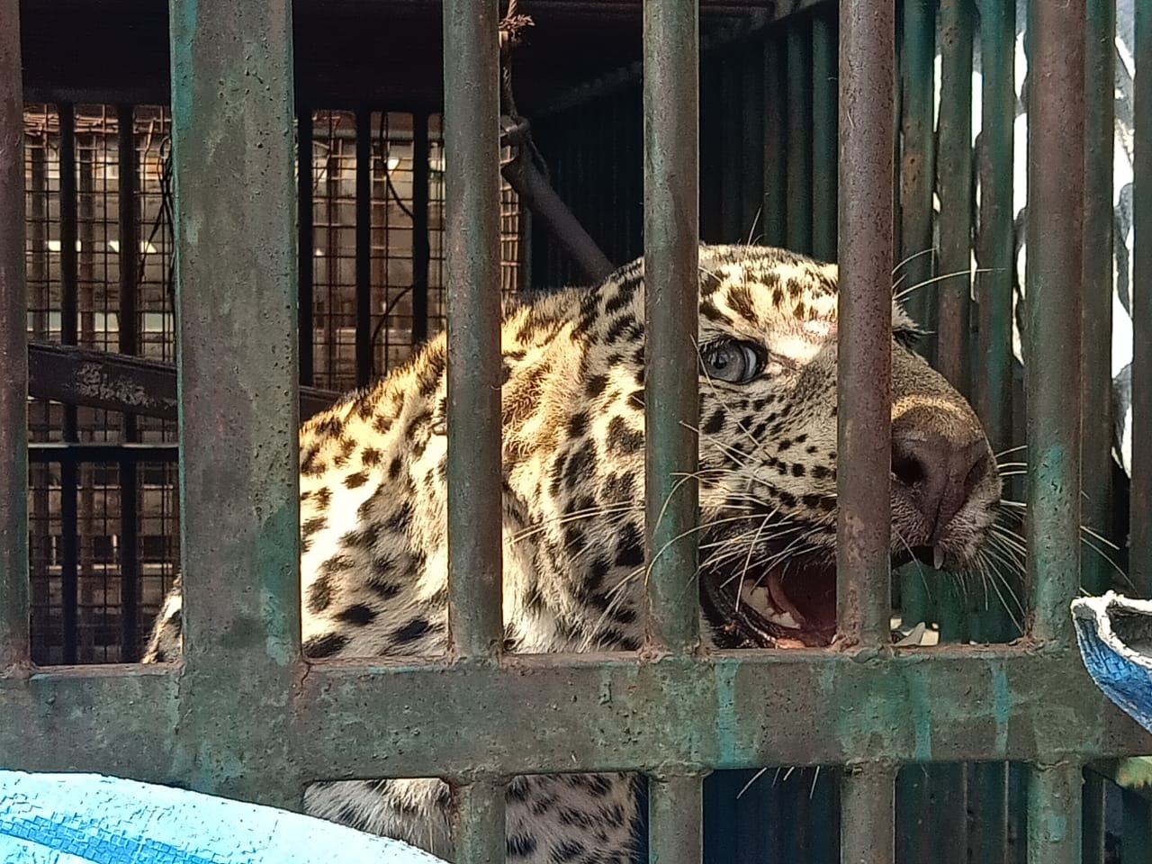 leopard fell to the cage in Mysore