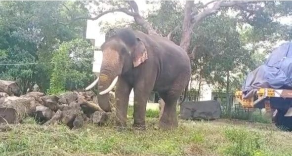 dasara jamboo elephants weight