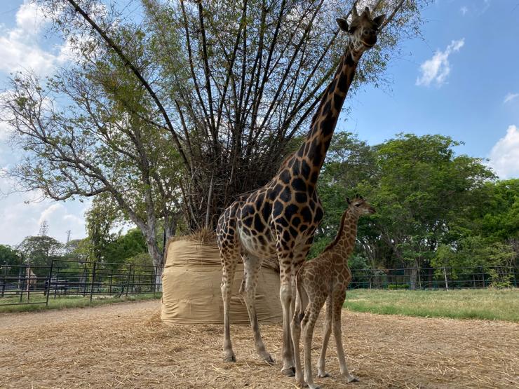 The Giraffe Kushi gave birth to a calf