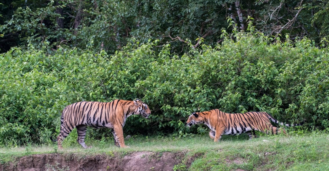 Video of  Tiger  Mating in Nagarahole National Park goes viral