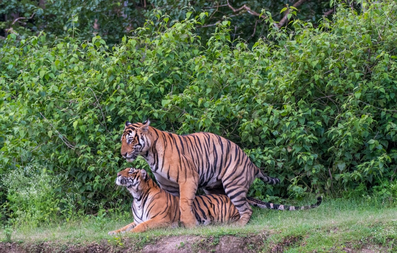 Video of  Tiger  Mating in Nagarahole National Park goes viral