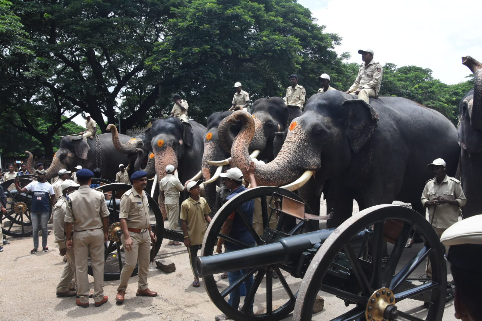 ಕುಶಾಲತೋಪು ತಾಲೀಮಿನ ವೇಳೆ ಆಗಮಿಸಿದ ಗಜಪಡೆ