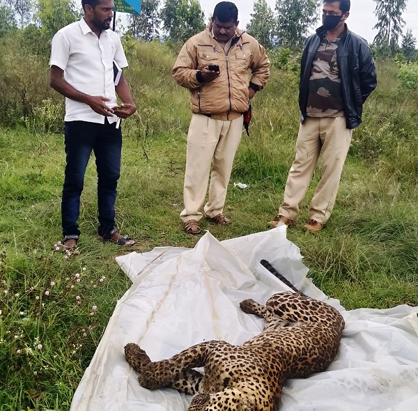 Leopard's death in piriyapattana