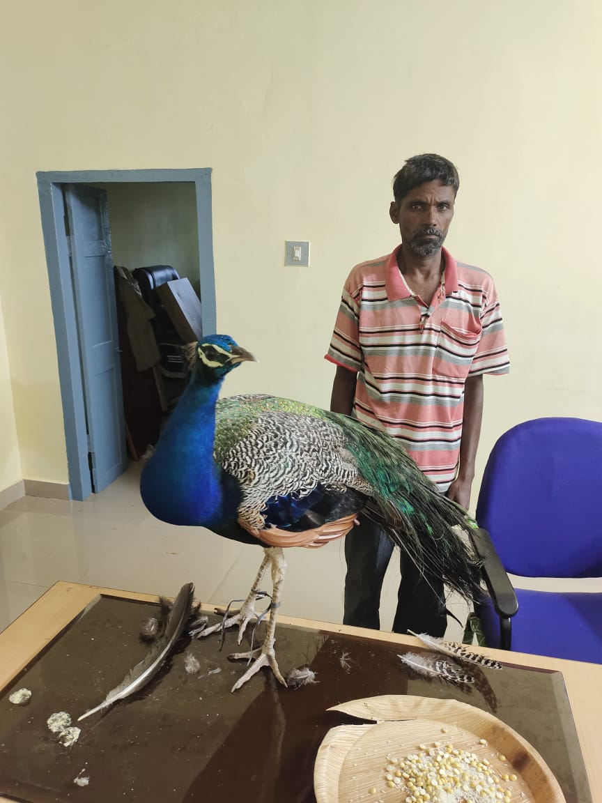 man-arrested-for-raising-peacocks-in-mysore