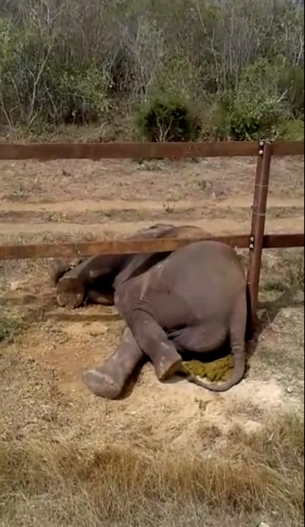 Elephant stranded on a railway bar