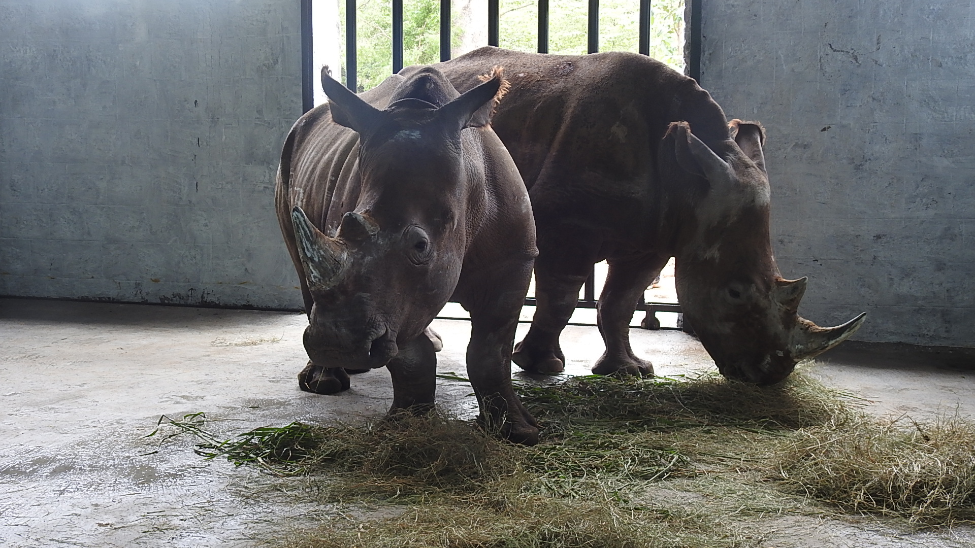 Two white rhinoceros from Singapore to Mysore