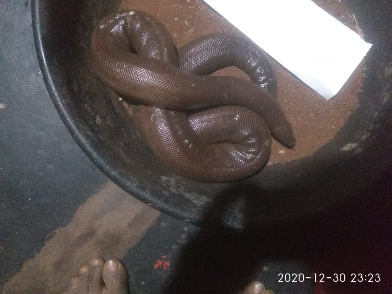 clay snake