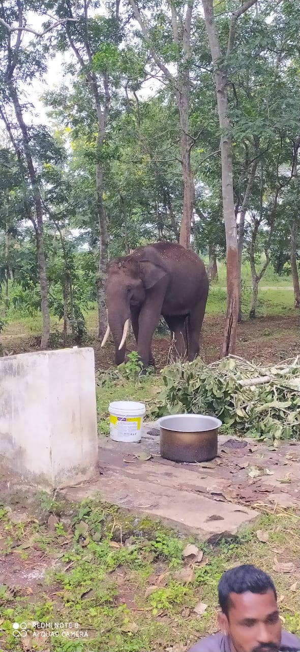 Forest officers searching for a tiger