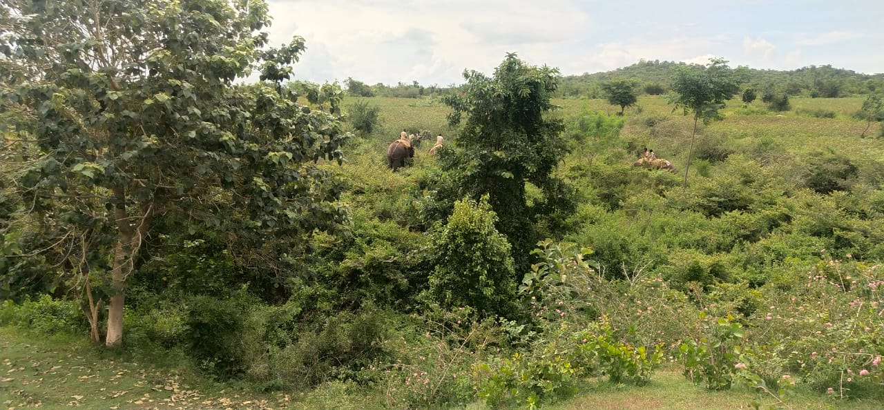 Forest officers searching for a tiger