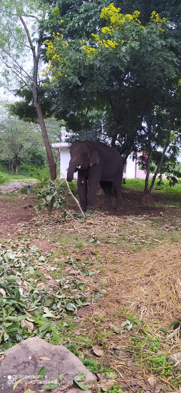 Forest officers searching for a tiger