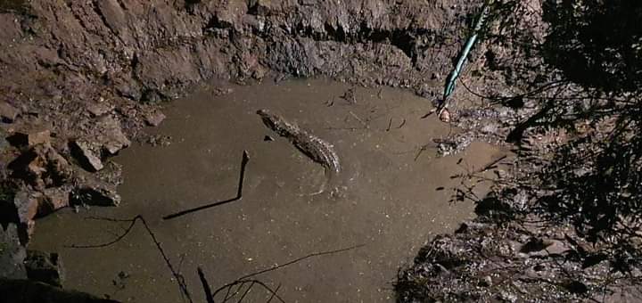 A large crocodile captured in a well in mysore