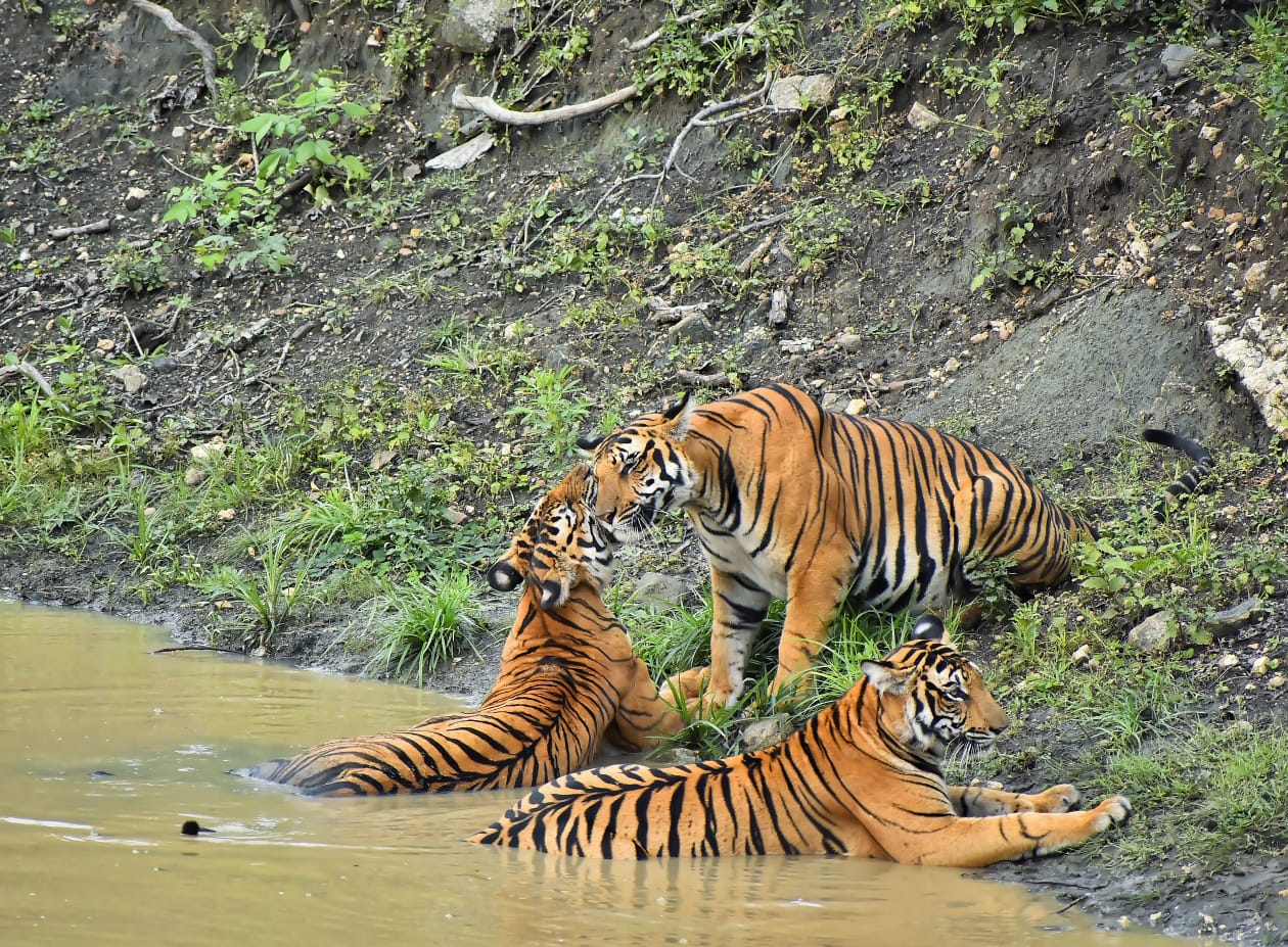 Nagarahole Tiger Protected Area in Mysuru