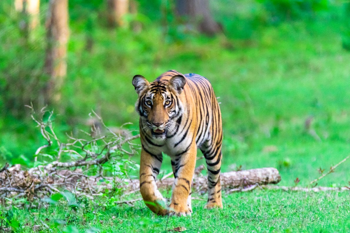 Nagarahole Tiger Protected Area in Mysuru