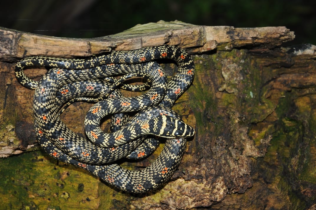 Flying snake Found in the city of Mysore