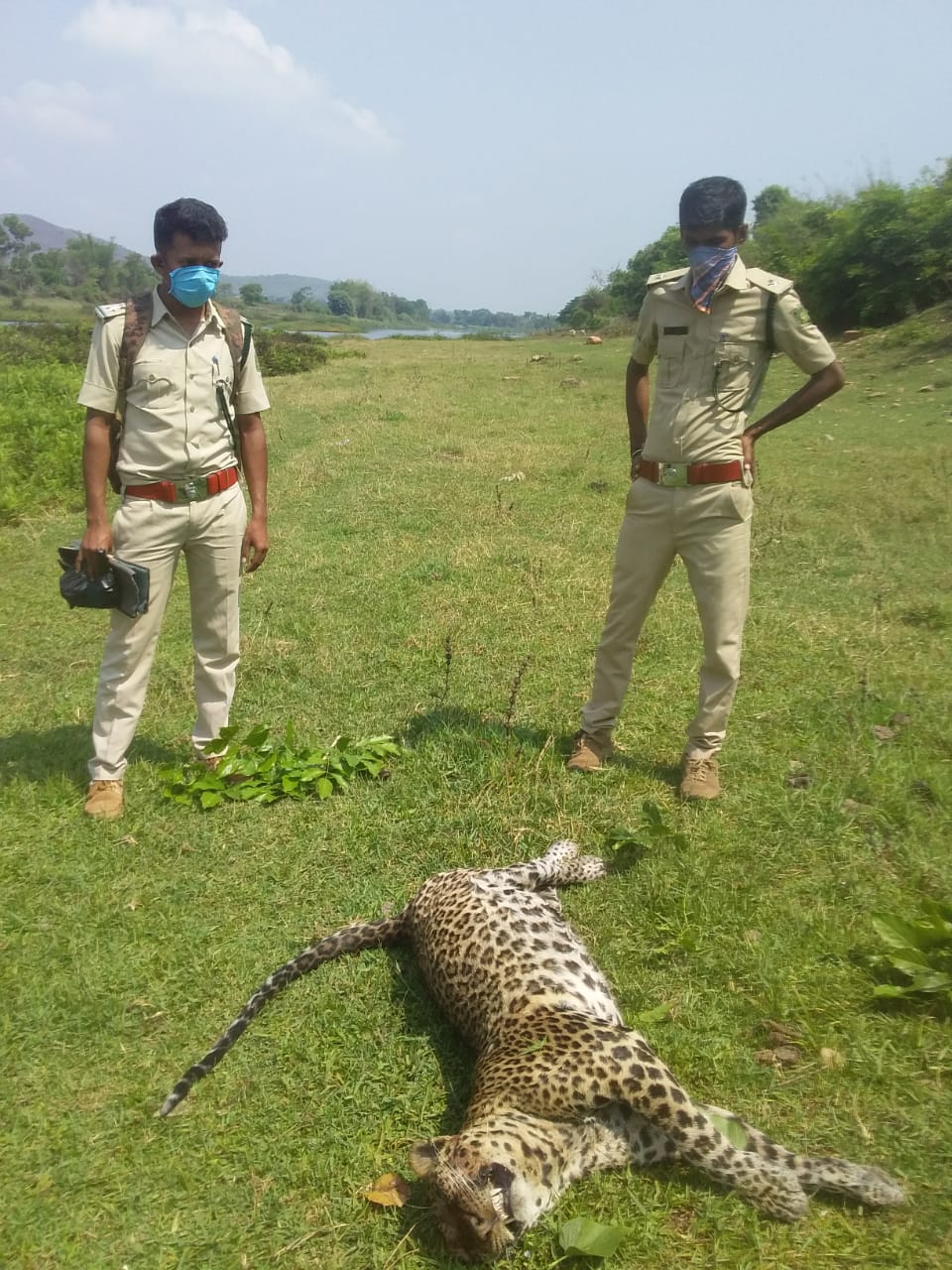 Leopard's dead body found in Kabini River