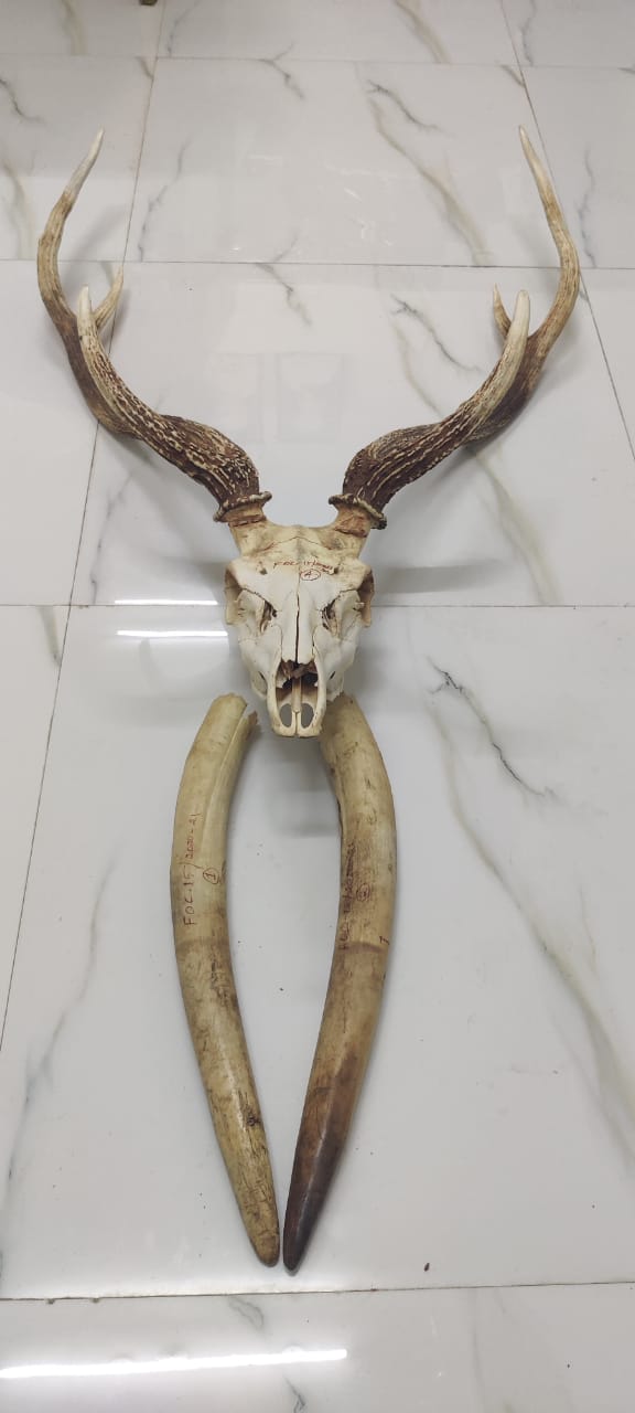 5 arrested in illegal supply of elephant jaws and deer horns