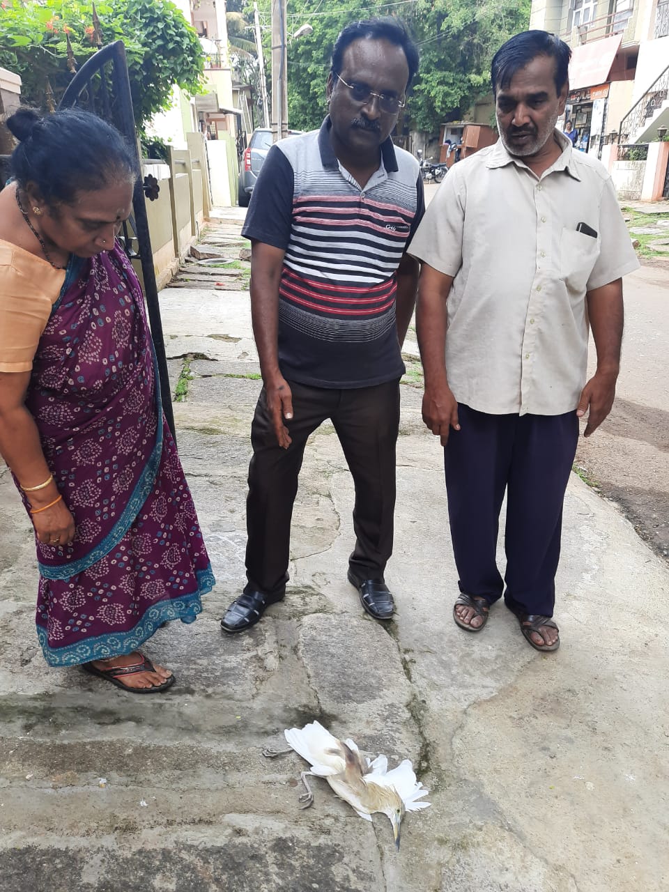 Death of storks in Mysore