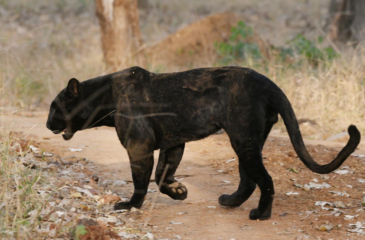 Black Leopard