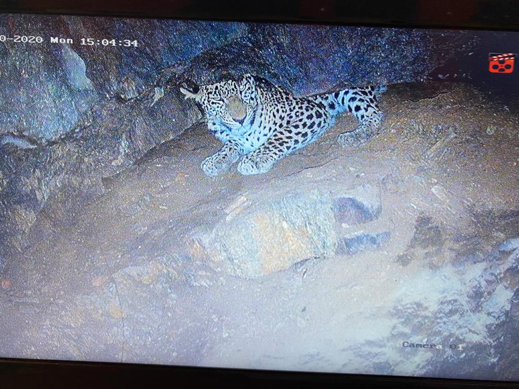 a-leopard-fell-in-ruin-well-officials-captured-it-by-the-help-of-the-cctv in mysore karnata