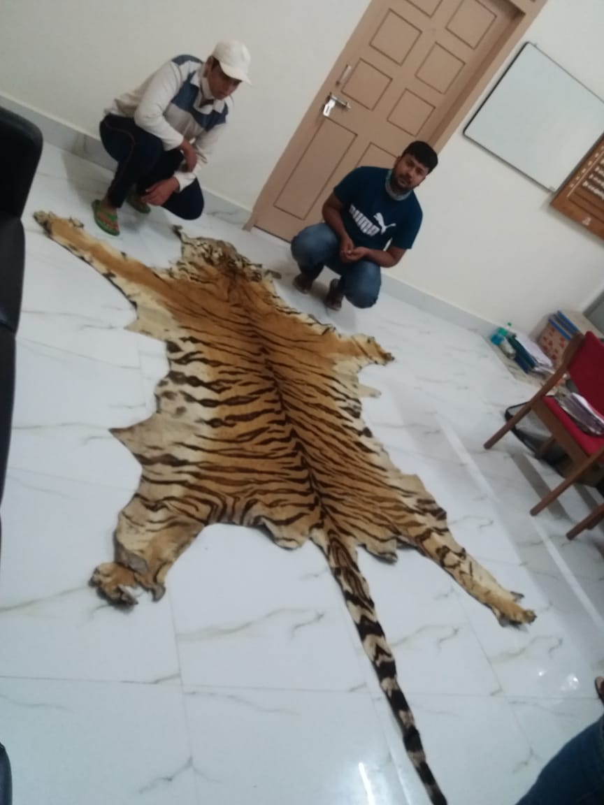 Two Arrested for illegally transporting tiger skin