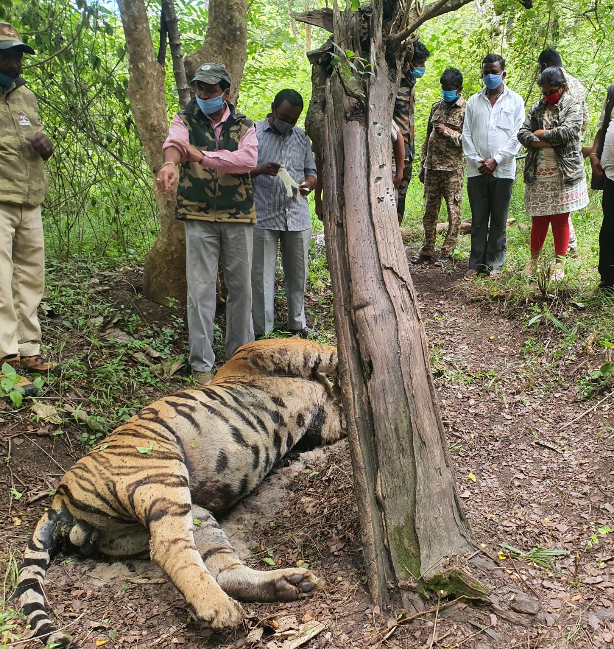 The death of the tiger