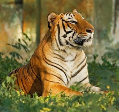 tiger dies in mysore zoo