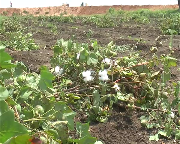 ಮಳೆಯಿಂದ ಬೆಳೆಗೆ ಹಾನಿ