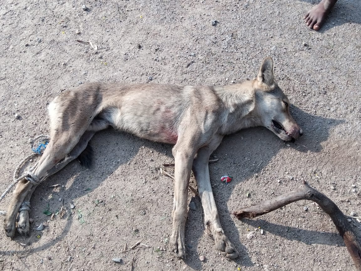 Wolf Attack In Raichur