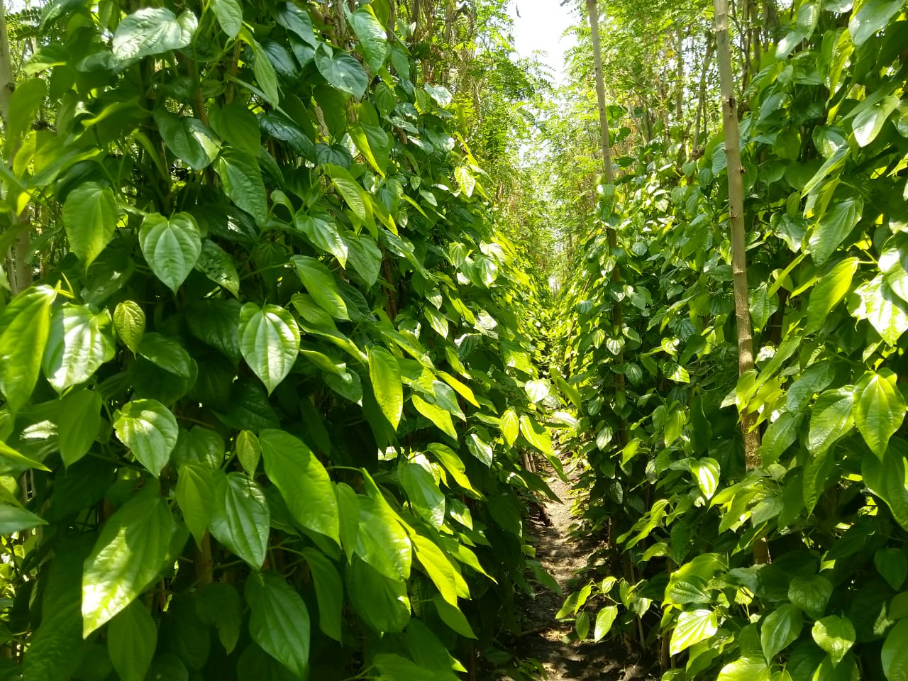 Coronavirus lockdown effect on betel leaf in Raichur