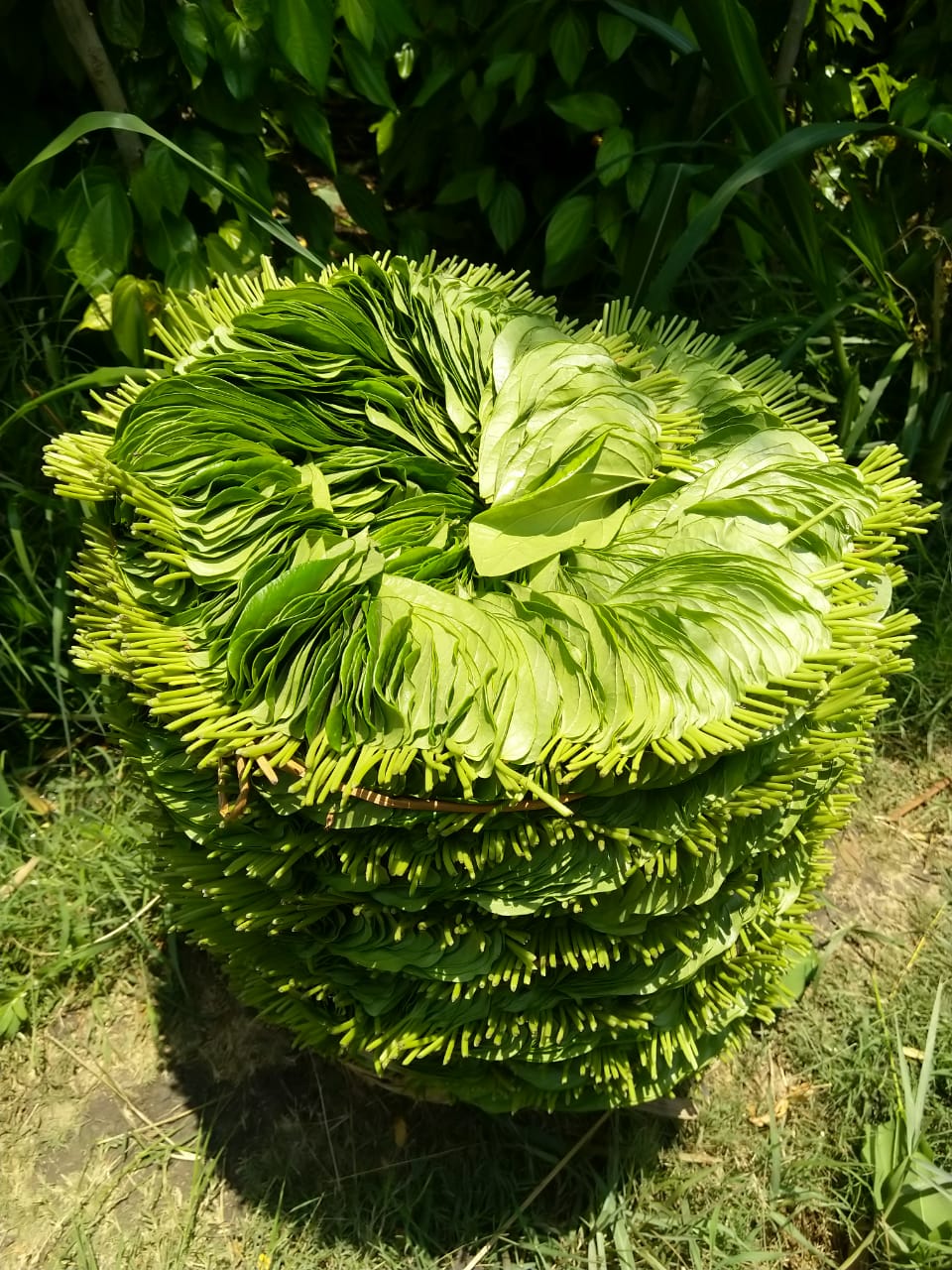 Coronavirus lockdown effect on betel leaf in Raichur