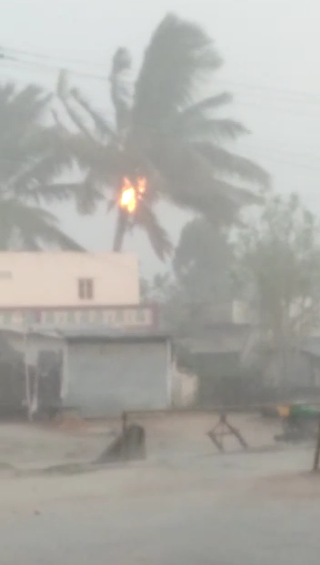 Coconut tree catches fire after lightning strikes