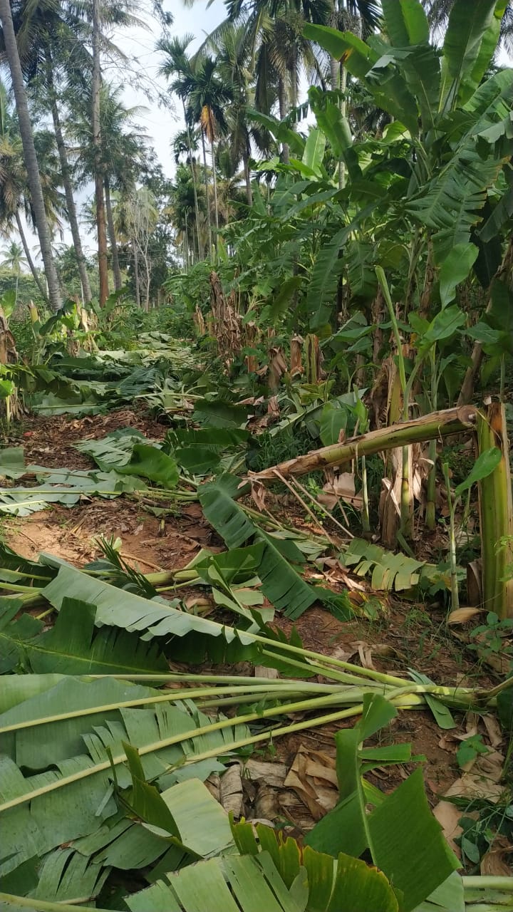 banana corp destroyed in ramanagar