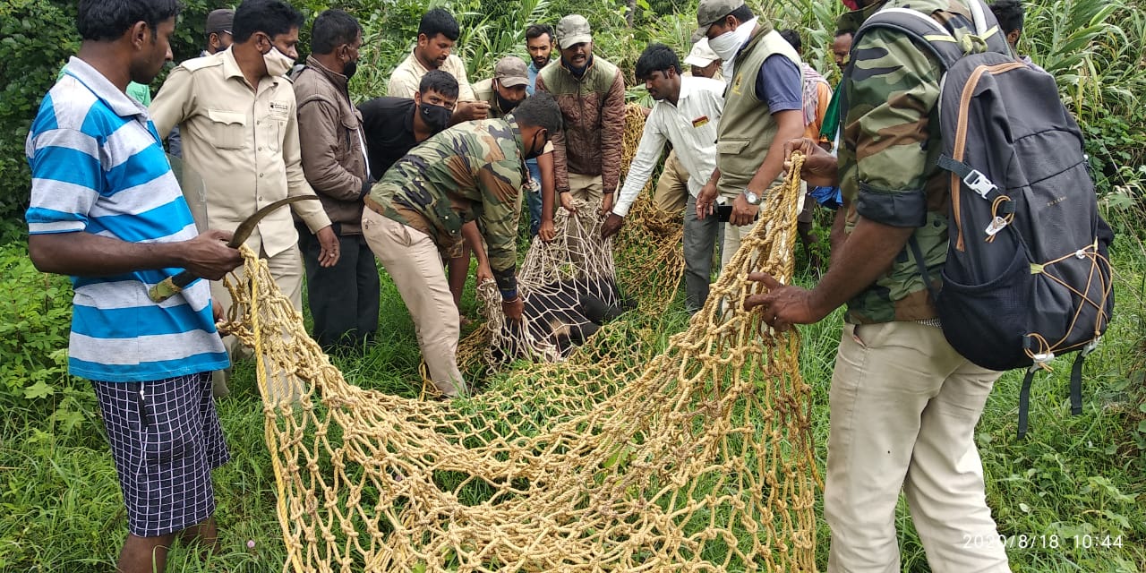 ರಕ್ಷಿಸಿ ಕಾಡಿಗೆ ಬಿಟ್ಟ ಅರಣ್ಯ ಇಲಾಖೆ ಸಿಬ್ಬಂದಿ