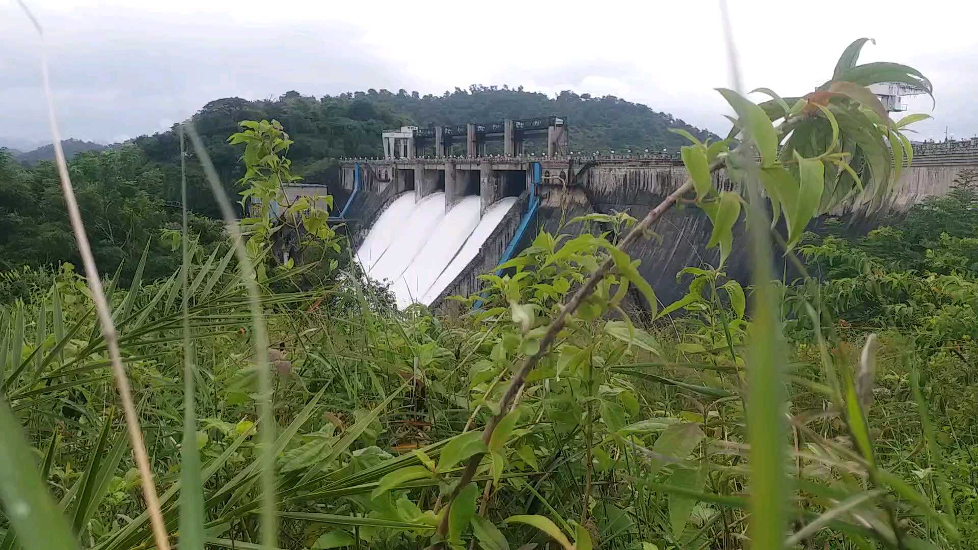 farmers are happy as bhadra dam fills