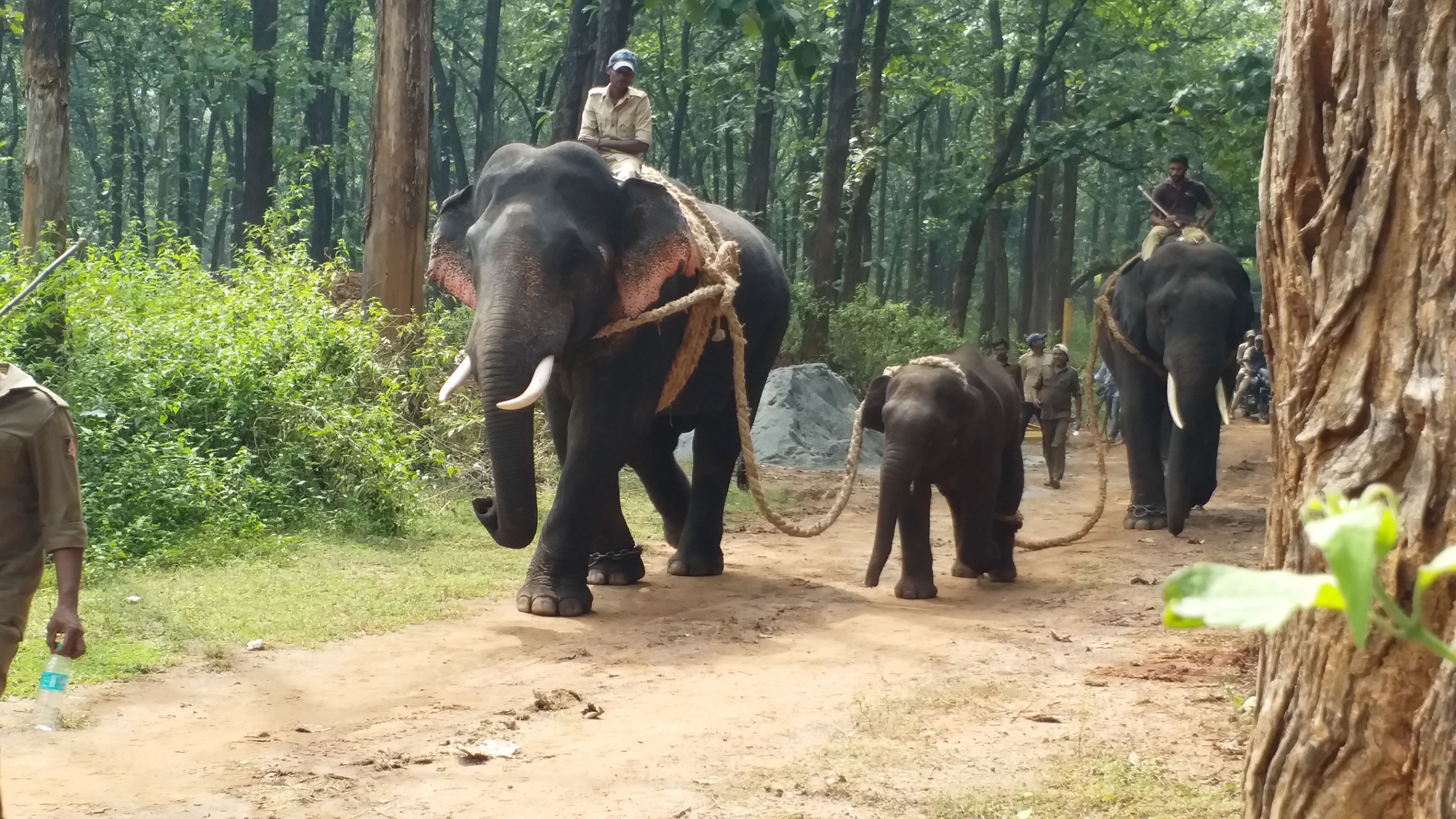 elephant weaning in sakrebailu, shimoga district